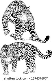 Large Leopard Preparing To Attack, Hand-drawn For Logo Or Tattoo