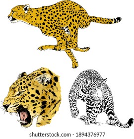 large leopard preparing to attack, hand-drawn for logo or tattoo