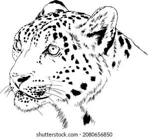 large leopard preparing to attack, hand-drawn for logo or tattoo