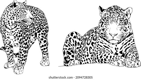 Large Leopard Preparing To Attack, Hand-drawn For Logo Or Tattoo, Full-length