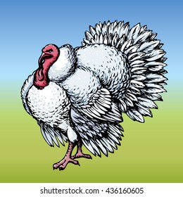 Large light grey fat turkeycock tom on run-yard. Freehand vivid color hand drawn scribble sketchy picture. Closeup view with space for text