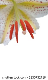 Large lily(golden-rayed lily) cut-out. Close-up of heart-shaped pistil.