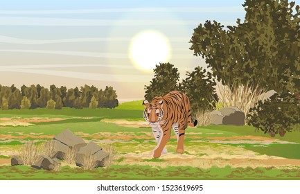 A large lone tiger walks through a valley with bushes, trees and grass. Animals of Asia. Panthera tigris. Big cats. Predatory mammals. Realistic vector