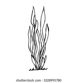large long leaves plant vector sketch isolated