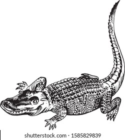 Large Louisiana crocodile isolated on a white background. Vector Sketch.