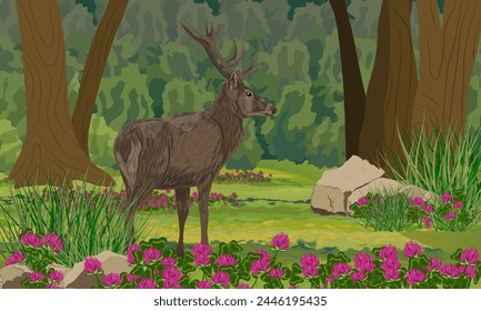 A large male red deer stands in the summer forest. Realistic vector landscape