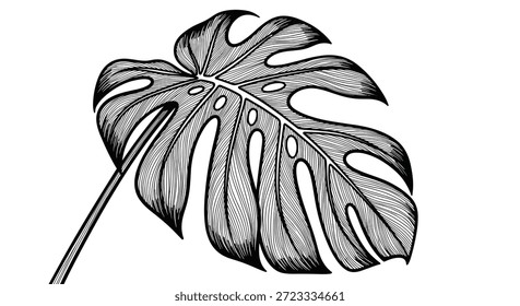 La Grande hoja de monstera con sus icónicas hendiduras y agujeros se representa en un detallado boceto en blanco y negro para temas de arte botánico.