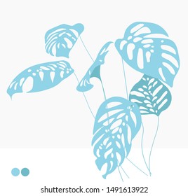 Large monstera leaves on stems. Isolated on white background. Elegant detailed botanical drawing of a wild flowering plant. Hand drawn vector illustration realistic
