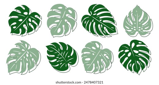 Large monstera leaves. Set of exotic leaves and strokes. Vector elements to use in various projects.