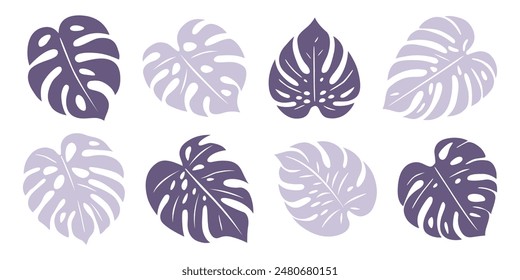 
Large monstera leaves. Set of exotic leaves. Vector elements.