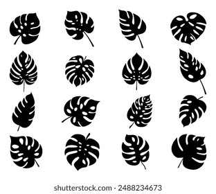 Large monstera leaves. Set of exotic leaves. Vector elements.