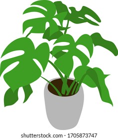 A large monstera tree in a pot. Houseplant for home comfort. Vector drawing.