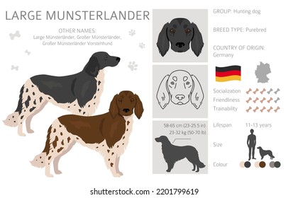 Large Munsterlander clipart. Different coat colors set.  Vector illustration