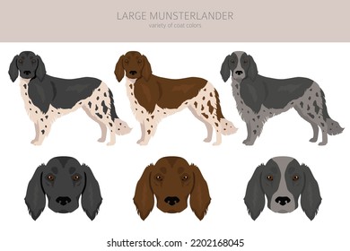 Large Munsterlander clipart. Different coat colors set.  Vector illustration