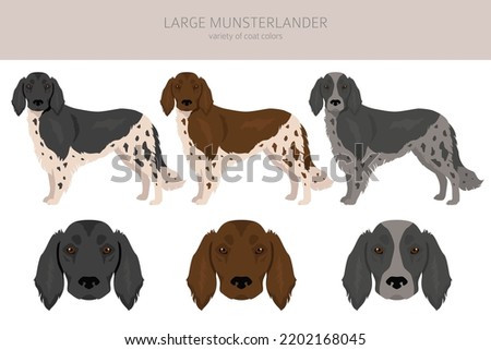 Large Munsterlander clipart. Different coat colors set.  Vector illustration