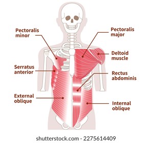 Large muscles in the abdomen, chest, and shoulders Outer and inner muscles