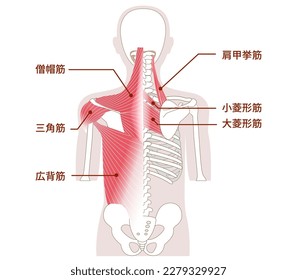 Músculos grandes en la parte posterior del cuerpo humano Músculos exteriores e internos [Traductor]Músculo trapecio Músculo latissimus dorsi músculo rhomboide