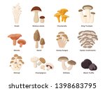 Large Mushroom set of vector illustrations in flat design isolated on white. Cep, chanterelle, honey agaric, enoki, morel, oyster mushrooms, King oyster, shimeji, champignon, shiitake, black truffle.