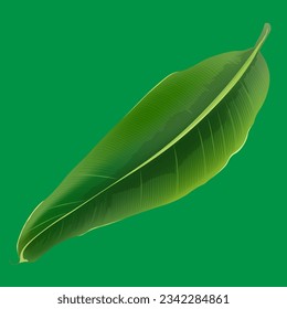 a large oblong leaf from a ficus or palm tree