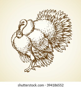 Large old fat turkeycock tom pet stand on run-yard isolated on white backdrop. Freehand outline ink hand drawn picture sketchy in art scribble retro style pen on paper. Closeup view and space for text