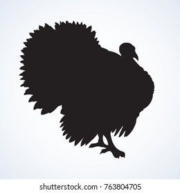 Large old fat turkeycock tom pet stand on run-yard isolated on white backdrop. Freehand outline ink hand drawn picture sketchy in art scribble retro style pen on paper. Closeup view and space for text
