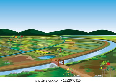 gran campo de arrozal en el diseño de vectores de campo