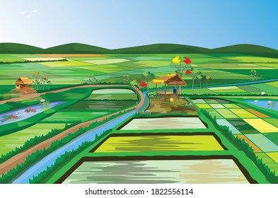 large paddy field  at countryside  vector design