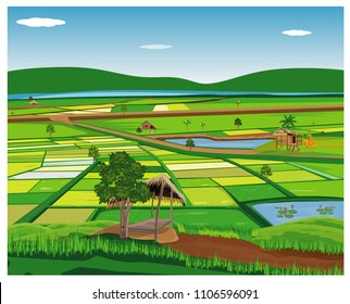 Large paddy field vector design