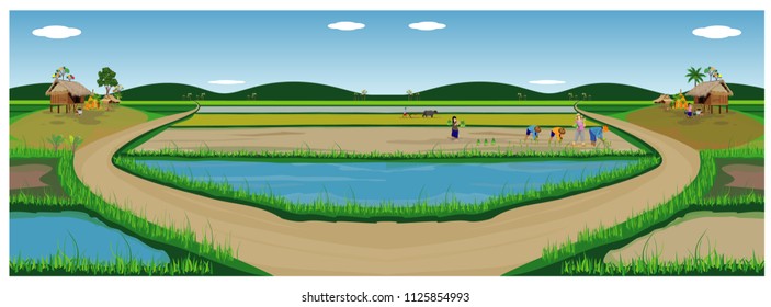 large paddy field vector design