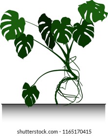 large palm Monstera