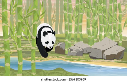 A large panda goes to the water through a bamboo grove. Asian animals. China Realistic vector landscape