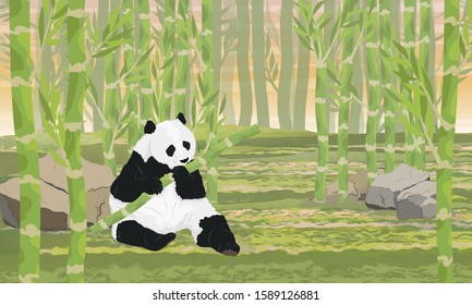 A large panda nibbles on a juicy stalk of bamboo. Asian animals. Bamboo grove. China Realistic vector landscape