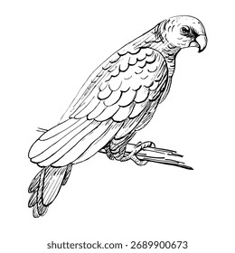 Un Grande loro posado en una rama. Ilustración vectorial realista para el diseño de alimentos para pájaros, decoración de interiores, embalaje, carteles, postales y entradas para el zoológico.