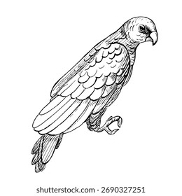 Un Grande loro. Ilustración vectorial en un estilo de pájaro realista para el diseño de productos y comida de pájaro, impresión de ropa, carteles y diseño de interiores
