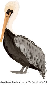 Large Pelican Standing Head Down