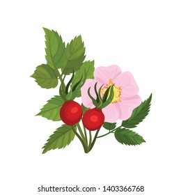 Large pink flower with rosehips on a white background. Vector illustration.
