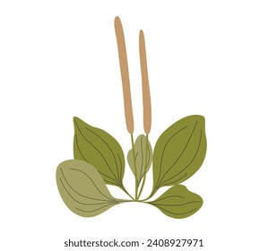 Large plantain plant and leaves. Plantago major. Cosmetic and medical plant. Vector illustration.