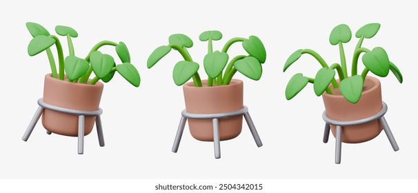 Large pot with green leafy plant. Leafy plant for indoor decoration