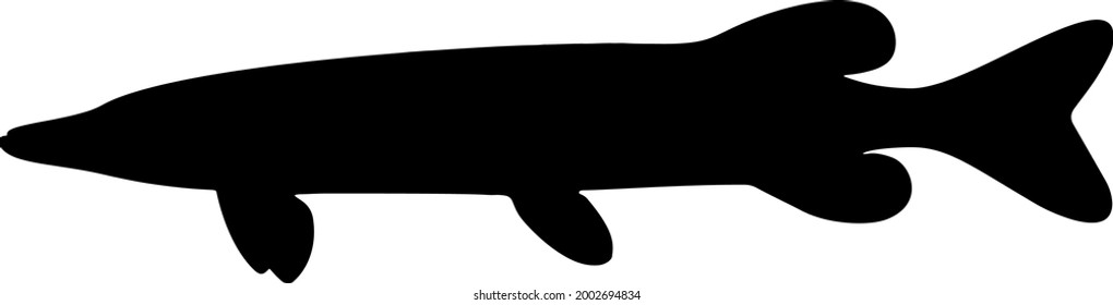 Large and predatory pike. Vector image.