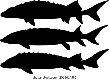 Large and predatory sturgeon in the set. Vector image.
