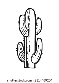 Large prickly cactus. An exotic southern plant from the desert. Outline sketch. Hand drawing is isolated on a white background. Vector.