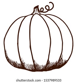 A large pumpkin drawn by the contour. Pumpkin is the fruit of autumn.