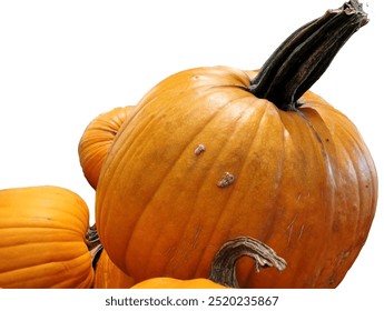 Large pumpkins for Thanksgiving and Halloween