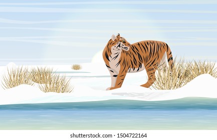 A large realistic tiger walks along the banks of an ice-covered river. Dry grass, snowdrifts and a cold sky. Extinct species of Asia. Realistic vector landscape