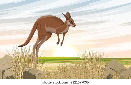 Un gran canguro rojo salta por las llanuras en Australia. Especies endémicas silvestres de animales de Australia. Paisaje vectorial realista