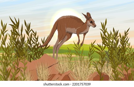 A large red kangaroo is jumping. Wild endemic species of animals of Australia. Realistic vector landscape with meadow, stones and plants.