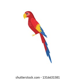 Large red macaw parrot side view isolated on white background