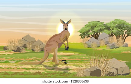 Large Red On The Plain With Stones, Dry Grass And Trees. Wild Animals, Endemics Of Australia. Realistic Vector Landscape