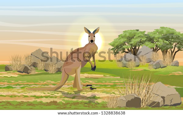 石や枯れた草や木が並んだ平原の大きな赤 野生の動物 オーストラリアの愛称 リアルなベクター画像の横 のベクター画像素材 ロイヤリティフリー