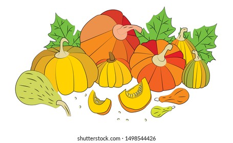 Large ripe pumpkins of different sizes and shapes on a white background.